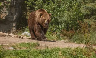 В селе Кузнецовка Братского района медведь задрал корову
