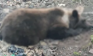 В районе дач на Зябе в Братске застрелили троих медведей