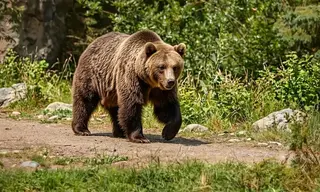 Около 400 звонков о выходе медведей к жилью поступило в полицию от жителей Братска