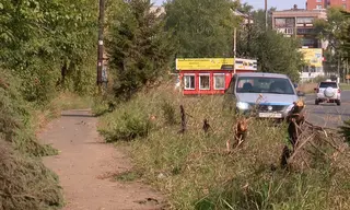 Разрушить легко, восстановить трудно: лихач на «Тойоте» снес 20-летние ели у строительного рынка в Братске