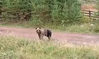 Режим повышенной готовности вводят в Иркутской области из-за медведей