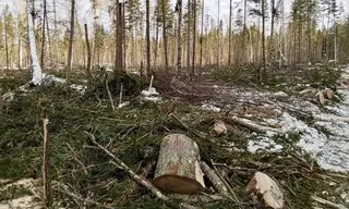Более 5 млн рублей взыщут с арендаторов участков в Братском районе за вырубку леса в охотугодьях