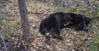 С начала года в регионе ликвидировали больше 410 проблемных медведей