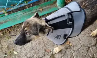 Щенка лайки, который спас семью от медведя, прооперировали в Усть-Куте